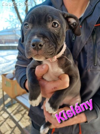 Amerikai staffordshire terrier kiskutyák