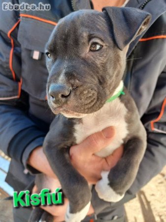 Amerikai staffordshire terrier kiskutyák