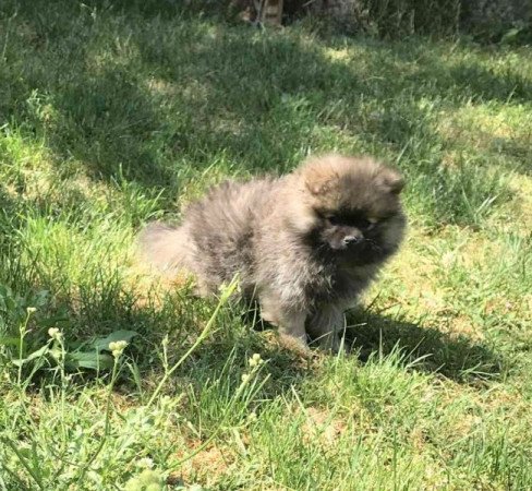 Pomerániai törpe spicc