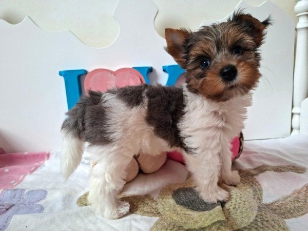 Yorkshire terrier