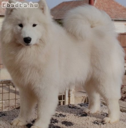 Samoyed nőstény