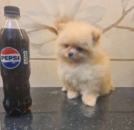 Pomerániai törpe spicc