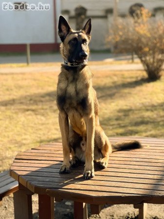 Belga Juhász (malinois)