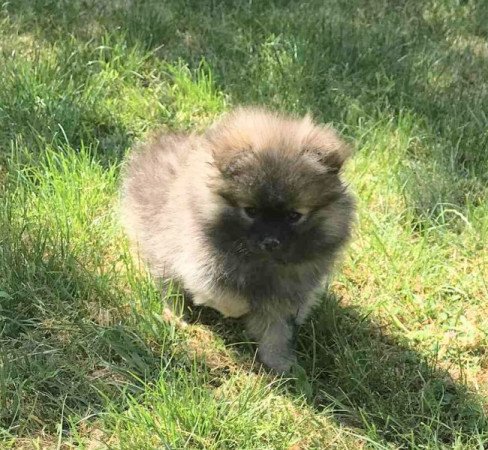 Pomerániai törpe spicc