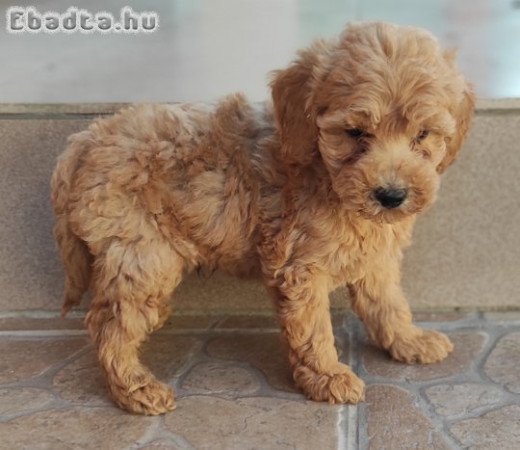 Törpe uszkár kiskutyák gazdit keresnek