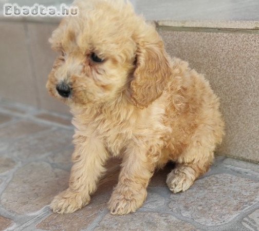 Törpe uszkár kiskutyák gazdit keresnek