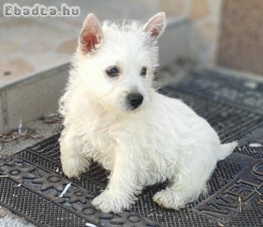 Westie 8 hetes kiskutyák gazdit keresnek