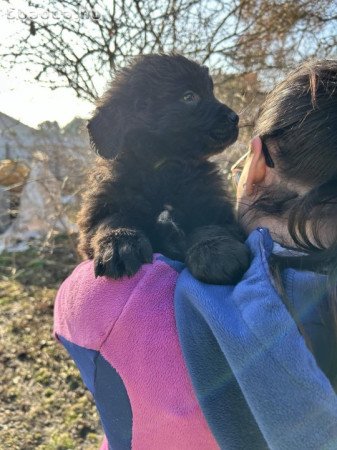 Újfundlandi jellegű kiskutyák