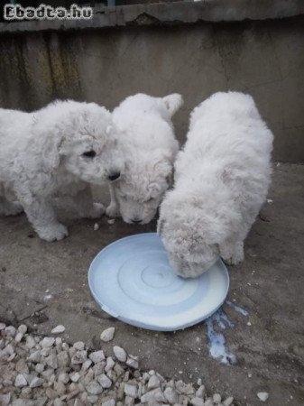 Eladó Komondor szuka 3hónapos