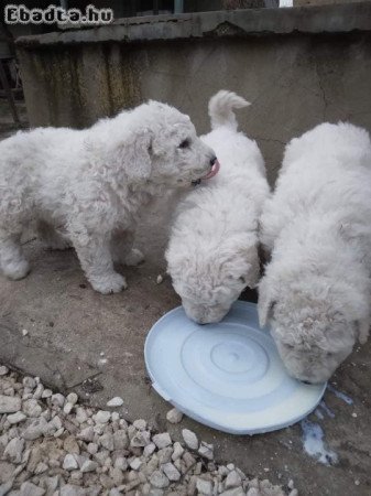 Eladó Komondor szuka 3hónapos