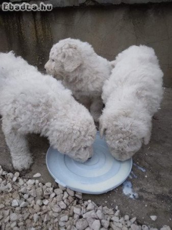 Eladó Komondor szuka 3hónapos