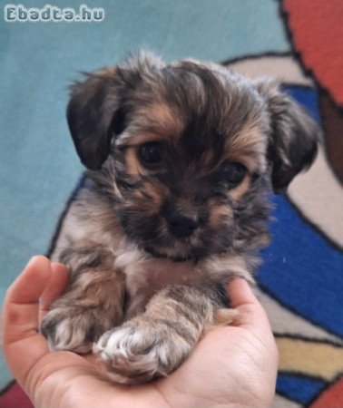 Bichon Havanese