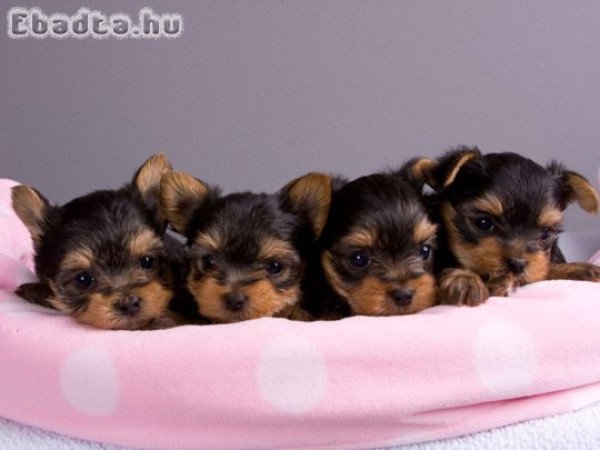 Yorkshire terrier kölykök