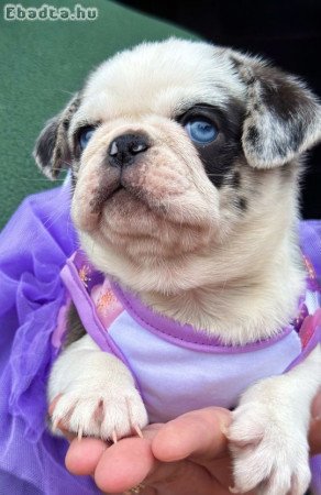 Exclusive Pug Puppies