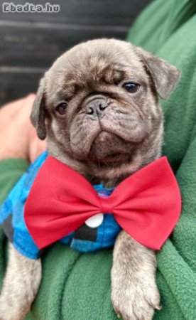 Exclusive Pug Puppies