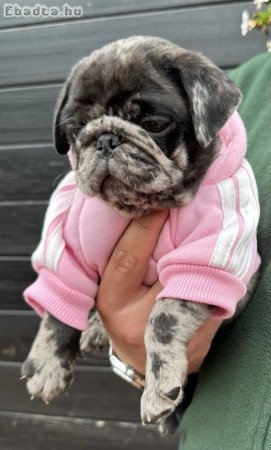 Exclusive Pug Puppies