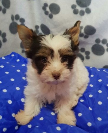 Yorkshire terrier biewer