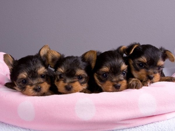 Yorkshire terrier
