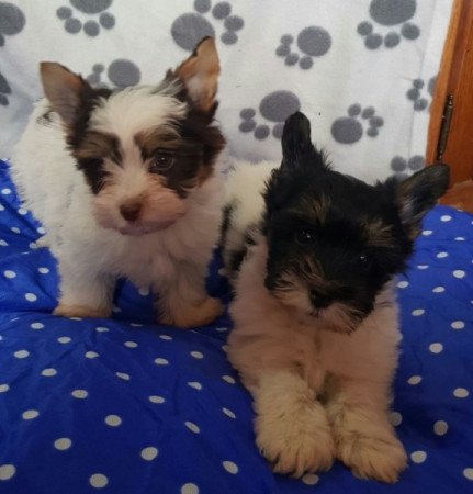 Yorkshire terrier biewer