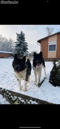 Akita felnőtt pár