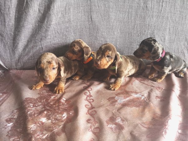 Törpe tacskók eladók!