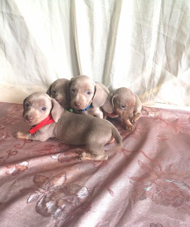 Törpe tacskók eladók!