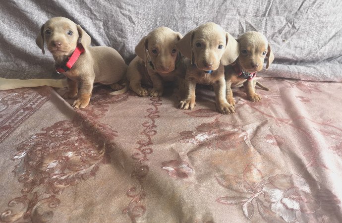 Törpe tacskók eladók!