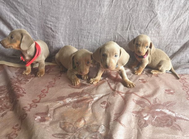 Törpe tacskók eladók!