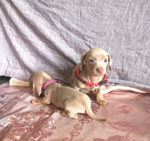 Törpe tacskók eladók!