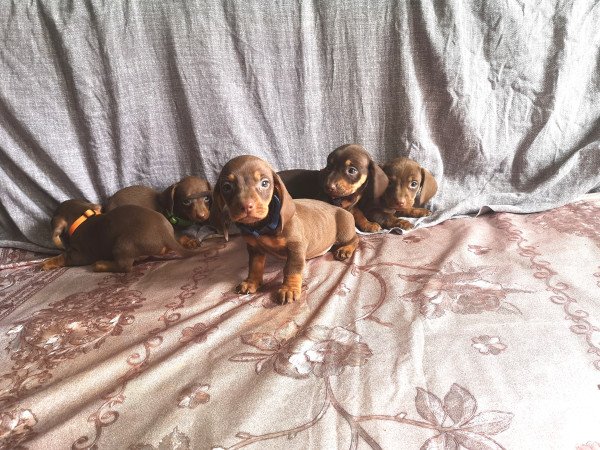 Törpe tacskók eladók!