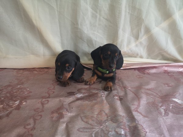 Törpe tacskók eladók!