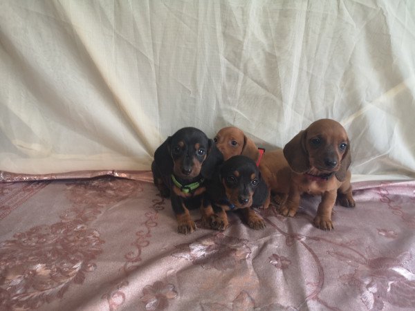 Törpe tacskók eladók!