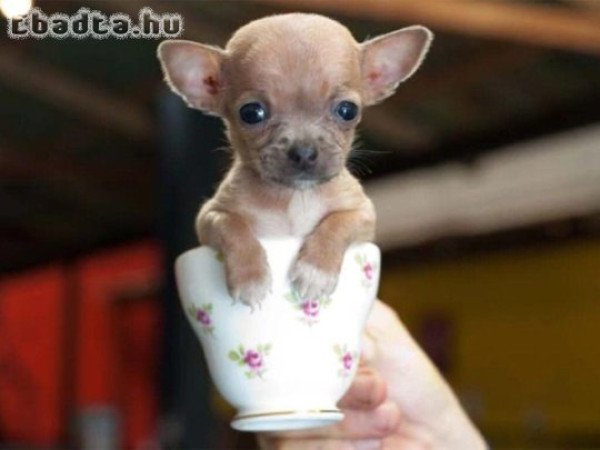 Extra mini csivava helyhiány miatt eladó