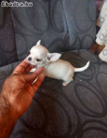 Extra mini csivava helyhiány miatt eladó