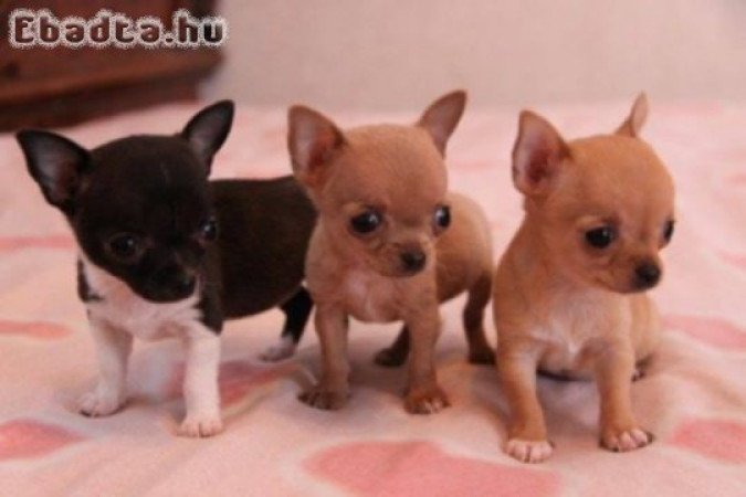 Extra mini csivava helyhiány miatt eladó