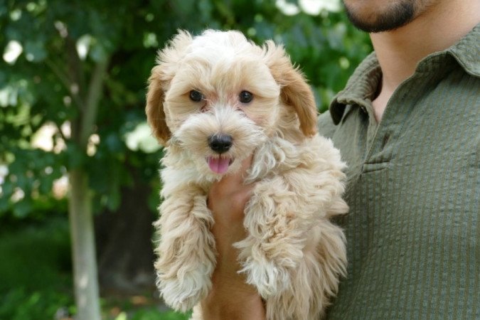 Maltipoo