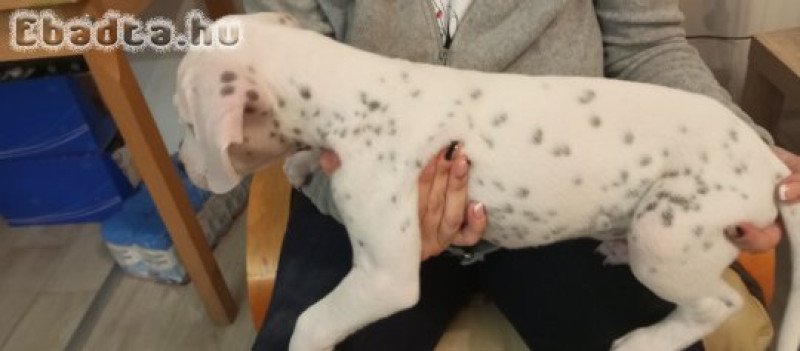 Dalmata kisfiú