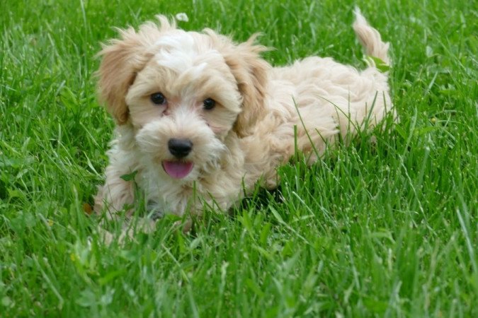 Maltipoo