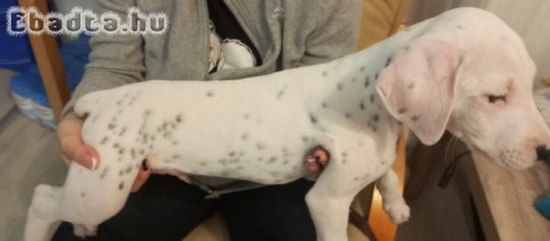 Dalmata kisfiú