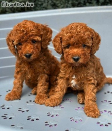 We offer beautiful toy poodle puppies