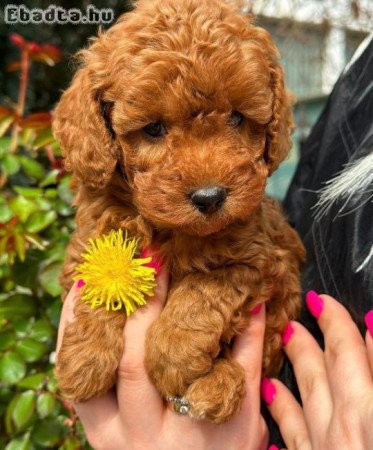 We offer beautiful toy poodle puppies