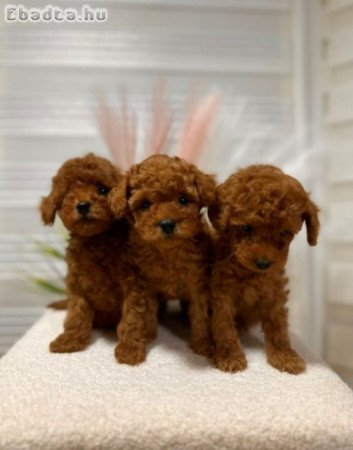 We offer beautiful toy poodle puppies