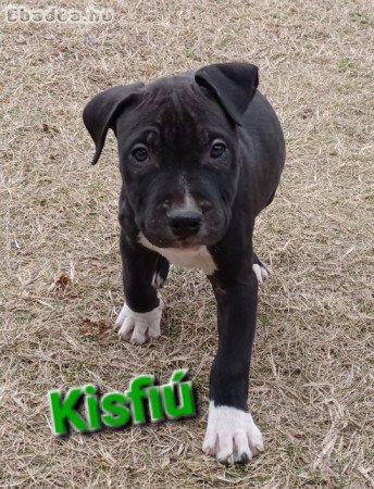 Amerikai staffordshire terrier kiskutyák