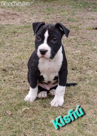 Amerikai staffordshire terrier kiskutyák