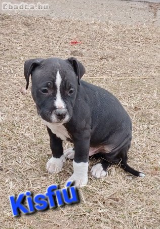 Amerikai staffordshire terrier kiskutyák