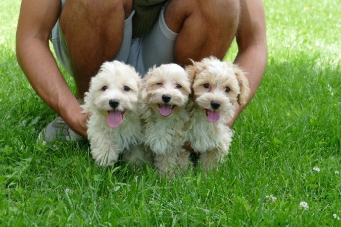 Maltipoo