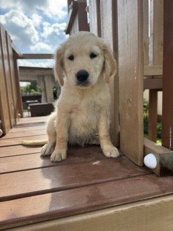 Golden retriever