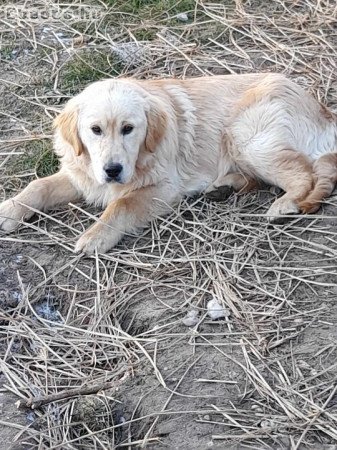 Golden Retriever elvihető