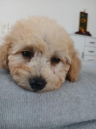 Maltipoo