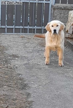 Golden Retriever elvihető